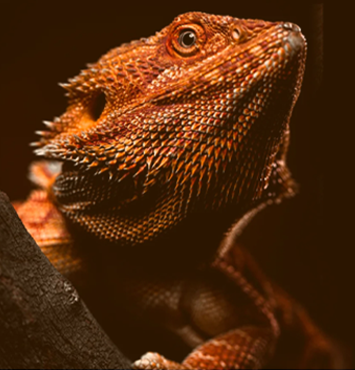 Unique Pet - Lizard