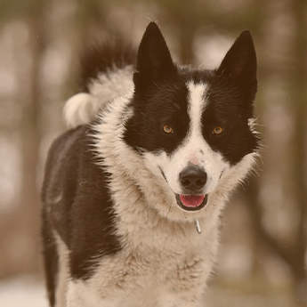 Pet dog