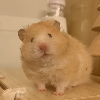 Pet mouse
