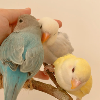 Pet bird
