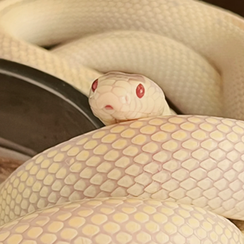 Pet snake