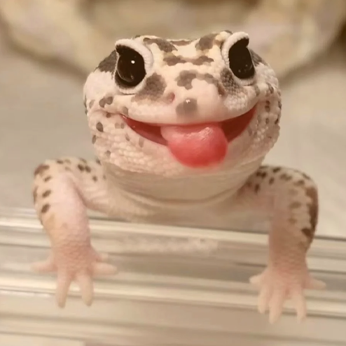 Reptiles as Pet - Leopard Gecko